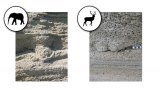 Human and animal footprints in Gibraltar dunes
